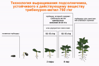 Рекомендации по применению гербицидов на основе трибенурон-метила