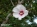 Гибискус сирийский — Hibiscus syriacus sgalery 16