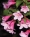 Вейгела цветущая `Штириака`, Weigela florida `Styriaca` sgalery 4