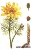Адонис весенний (Горицвет)