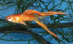 Рыбка аквариумная гуппи самец мультиколор