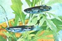 Рыбка аквариумная гуппи самка medium