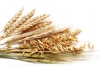 Наномикс-зерновые (обработка семян)