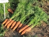 Семена морковь Канада F1 (1,8-2,0 мм) Производитель:Bejo Zaden Нидерланды (количество семян в упаковке 25000 шт )
