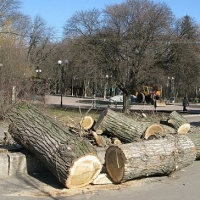 Спил деревьев Киев. Удаление аварийных деревьев Киев.