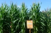 Семена кукурузы среднеранние Оржиця 237 МВ. ФАО – 240 от производителя