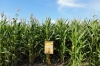 Семена кукурузы ранняя ДН Пивиха ФАО –180 от производителя.