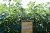 Семена подсолнечника Пикардия под Евро-Лайтинг от производителя.