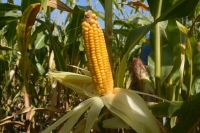 Семена кукурузы Артуа ФАО – 270 medium
