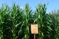 Семена кукурузы среднеранние Оржиця 237 МВ. ФАО – 240 от производителя medium