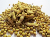 Семена Сои Конор 1-й репродукции устойчивой к Раундап (Roundup). medium