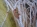 Ряжевая сеть (путанка) лесковая, Корона 60х0,18-1,6-50, купить в Украине (продажа) sgalery 27