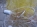 Ряжевая сеть (путанка) лесковая, Корона 60х0,18-1,6-50, купить в Украине (продажа) sgalery 32